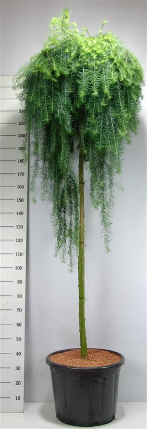 Larix kaempf. 'Stiff Weeper' - 200 CM Stem Cont.